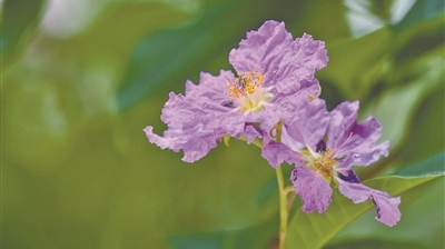 满树繁花 灿若烟霞